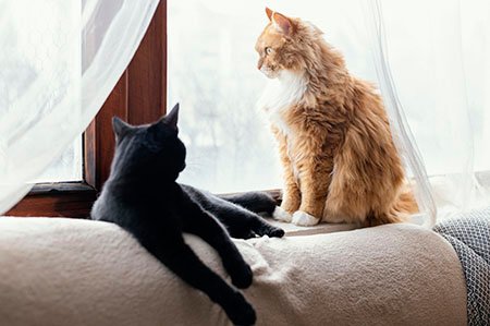 5 reasons why cats scratch furniture? Solutions