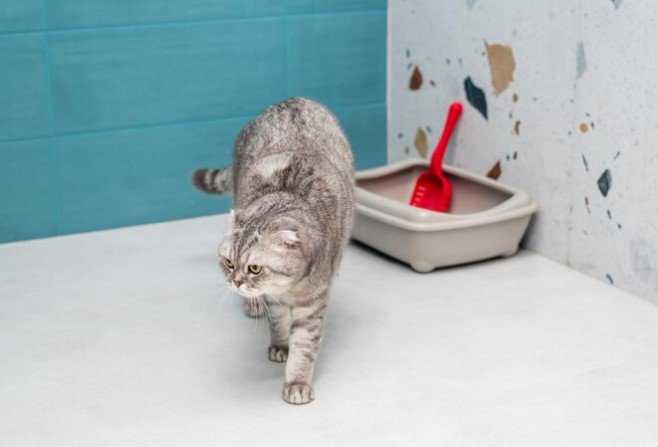 The 7 Things One Should Consider When Changing Your Cat’s Litter