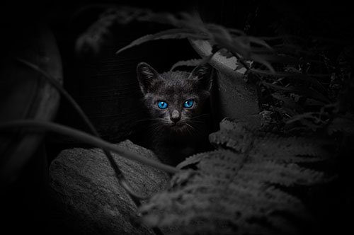 Can A Cat See In The Dark?