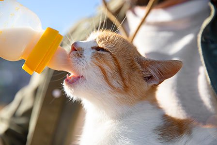 Milk is good for cats or not?