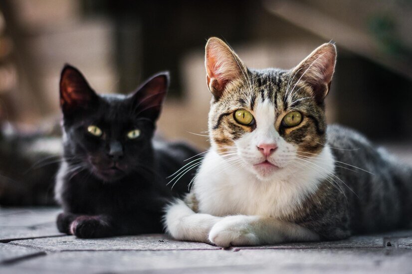 The 10 Most Popular Cat Breeds in the World