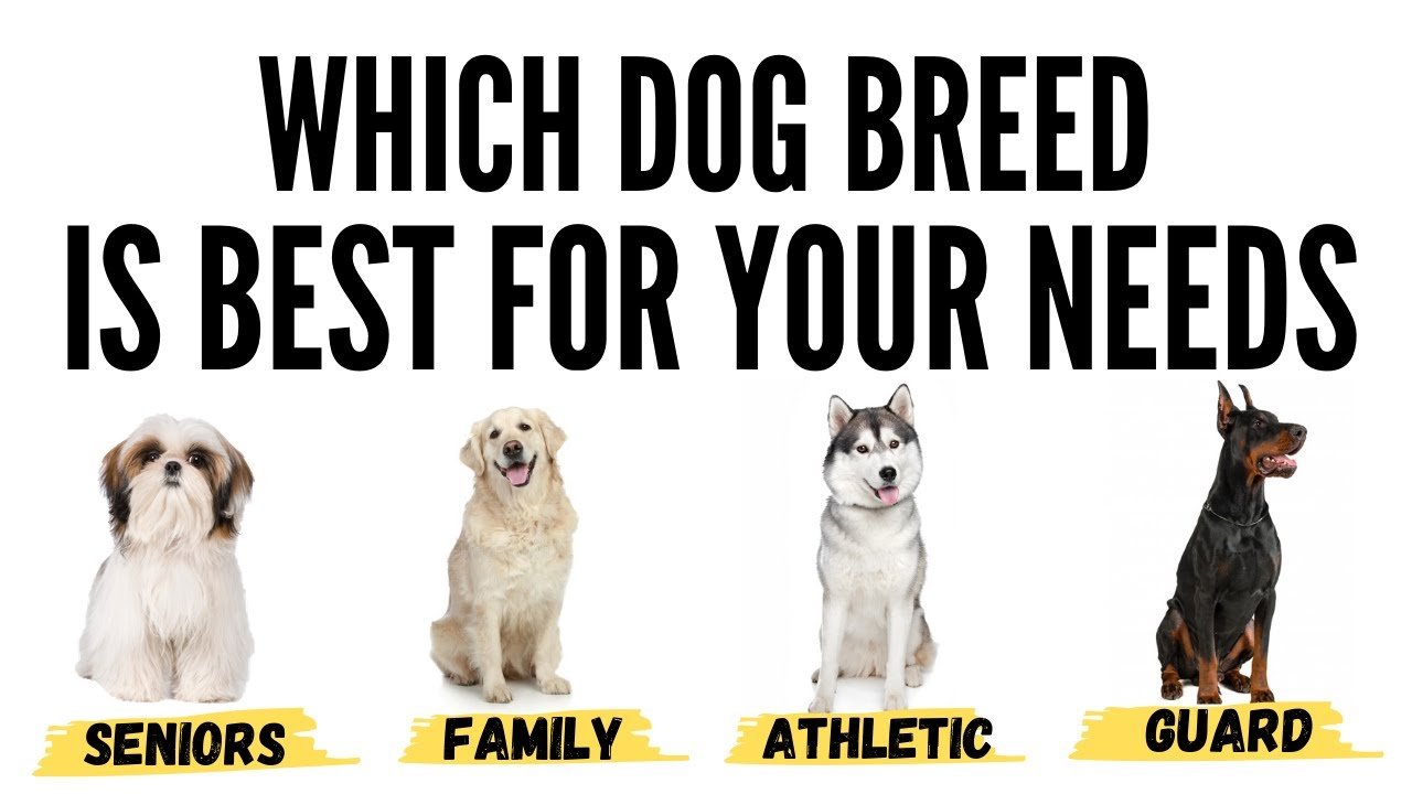 13 Tips on How to Choose the Perfect Dog Breed for Your Lifestyle