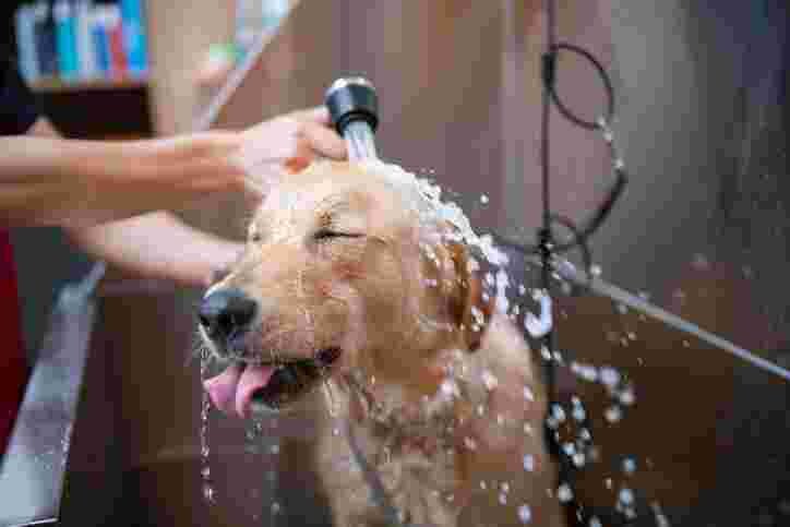 5 Best Dog Grooming Tips at Home: The Ultimate Guide For Pet Lovers