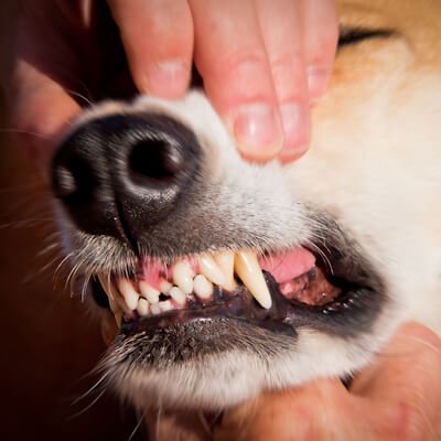 5 Dog Dental Diseases : Treatment and Preventation