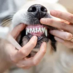 5 Tips to Improve Dog's Dental Health