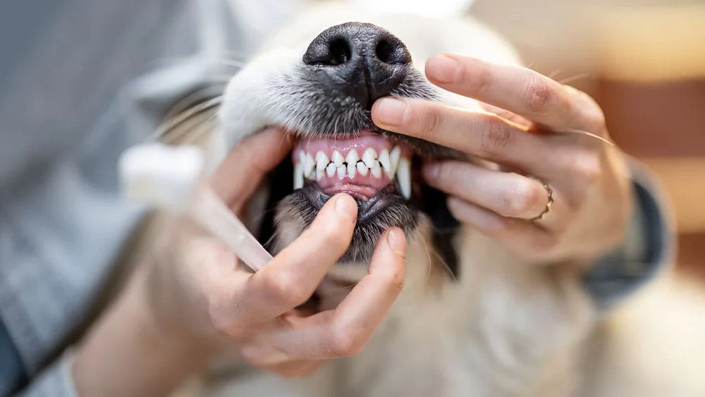 5 Tips to Improve Dog's Dental Health