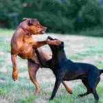 A Thorough Guide to Dealing with a Dog Aggressive Toward Other Animals: 8 Important Tips to Deal Dog Aggression