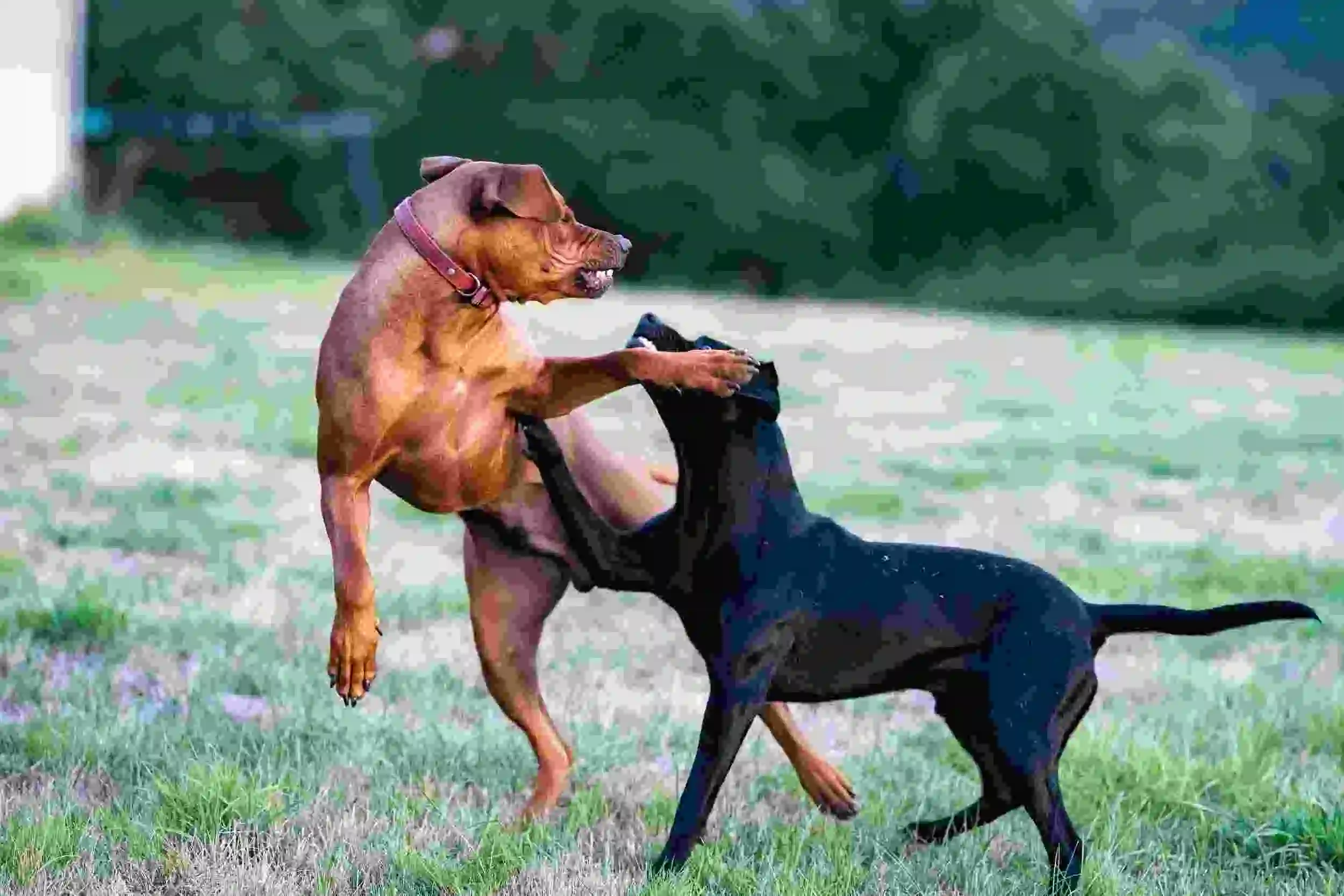 8 Important Tips to Deal Dog Aggression: A Thorough Guide to Dealing with a Dog Aggressive Toward Other Animals