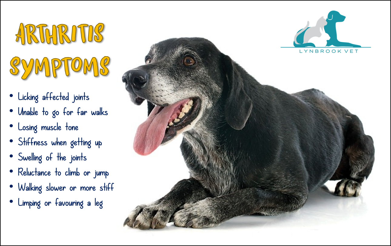 Arthritis in Dogs: 5 Symptoms and Treatment