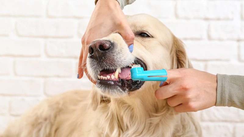 Improve Dog's Dental Health - Regular Brushing