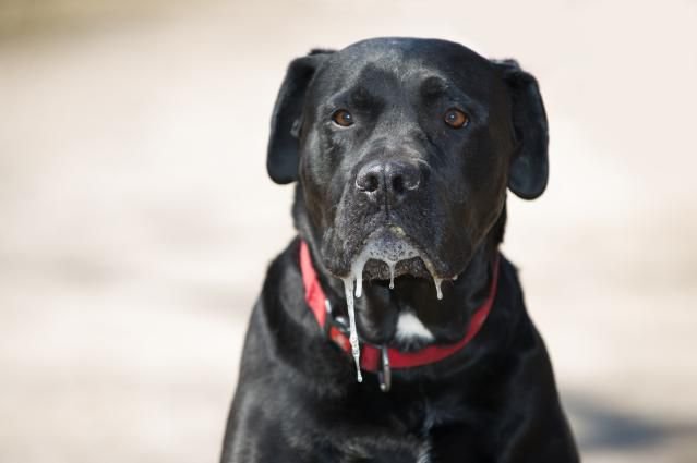 Drooling - Dog Dental Diseases