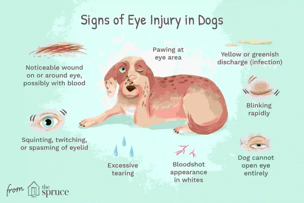 First Aid for Dogs Eye Injuries in Dogs