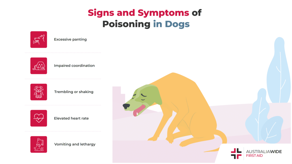 First-Aid-for-Dogs-Poisoning-in-Dogs