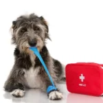 First Aid for Dogs : The Ultimate Guide