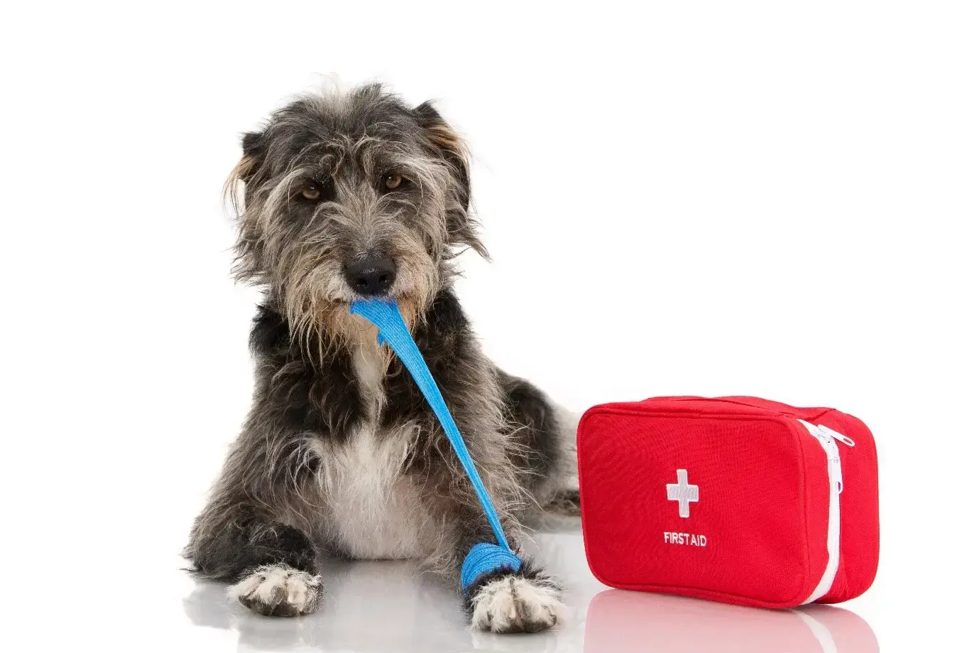 First Aid for Dogs : The Ultimate Guide