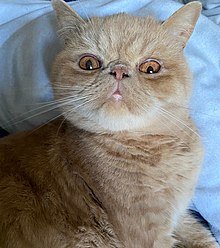 Top 5 Cat Breeds - Exotic Shorthair Cats: A  Comprehensive Guide