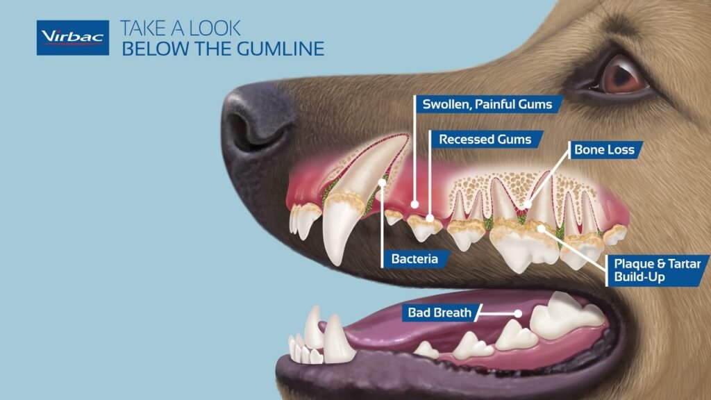 Halitosis Dog Dental Care