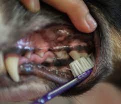 Swollen or Bleeding Gums Dog Dental Diseases