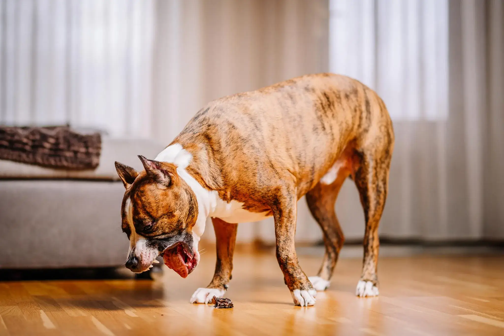 Understanding Dog Vomiting: 5 Causes, Treatments & When To Call The Vet