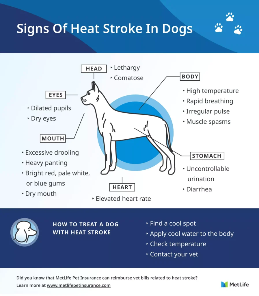 First Aid for Dogs - heat-stroke-in-dogs