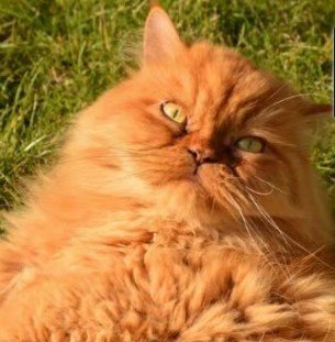 Top 5 Cat Breeds - Persian Cats: An In-Depth Guide