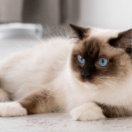 Top 5 Cat Breeds - Ragdoll Cats: The Ultimate Feline Companions